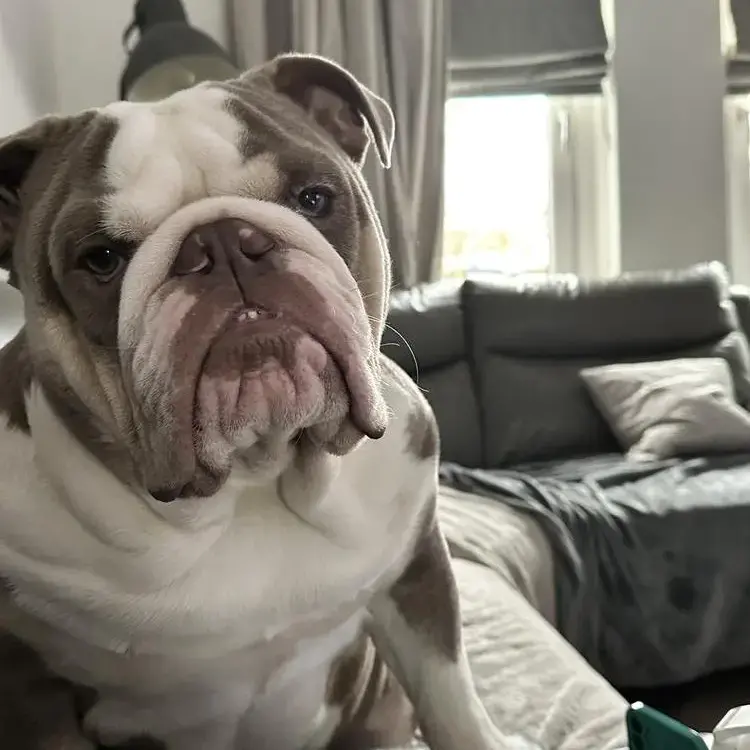 Bulldog