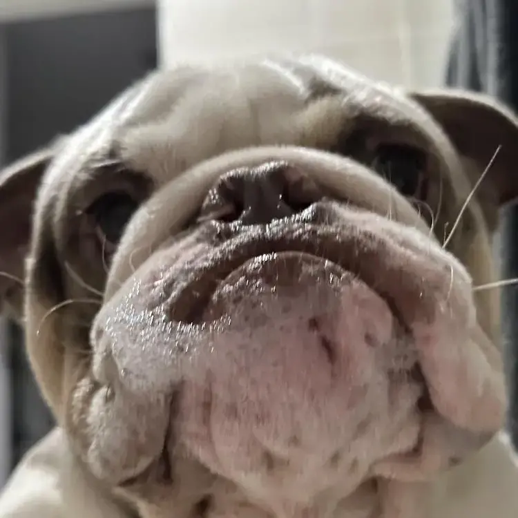Bulldog