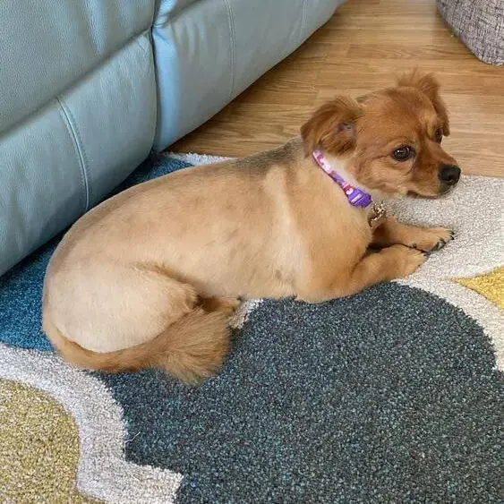 Pomeranian