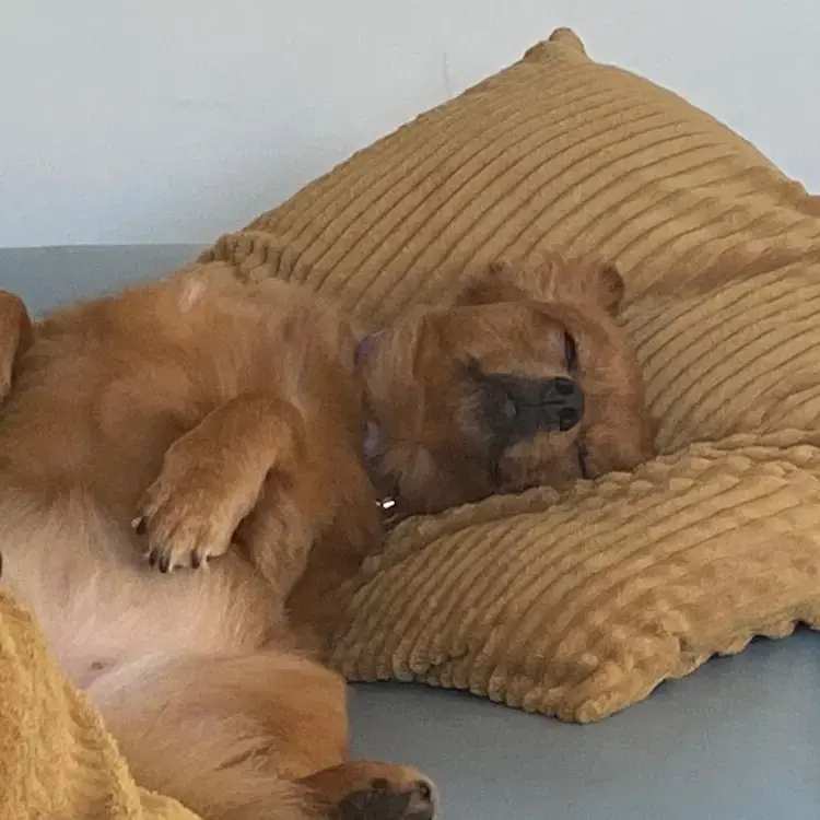 Pomeranian