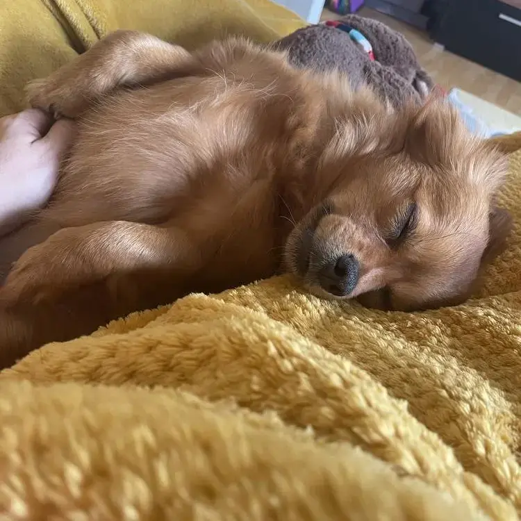 Pomeranian