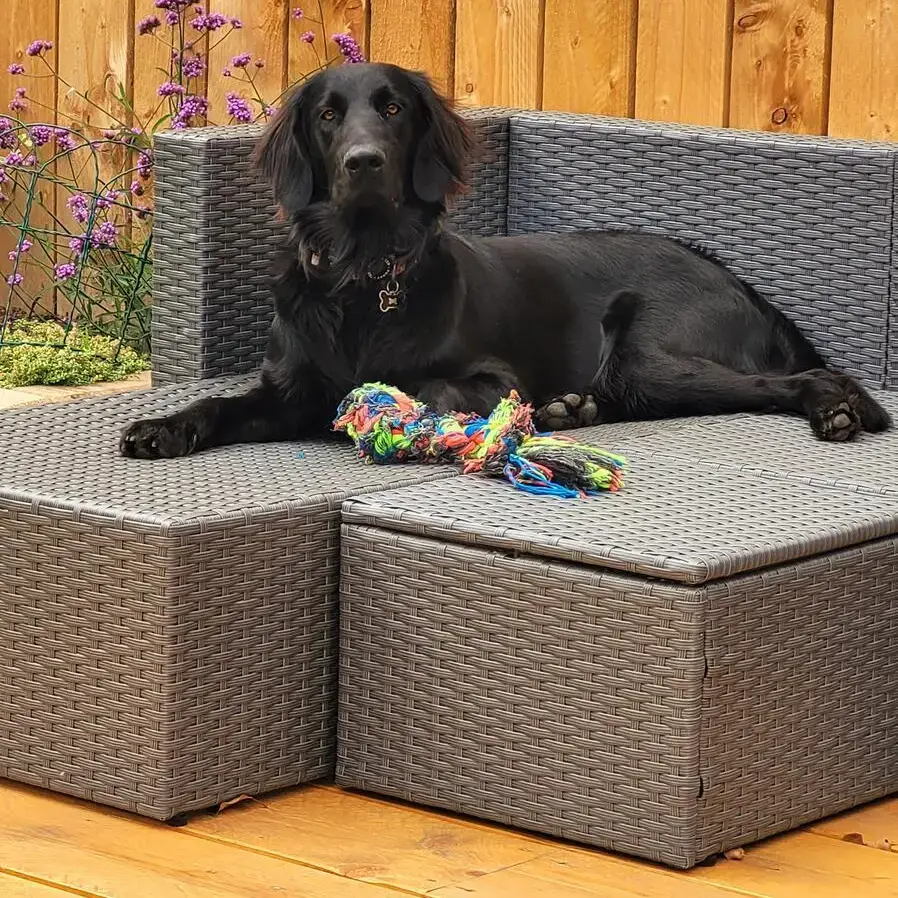 Flatcoated Retriever