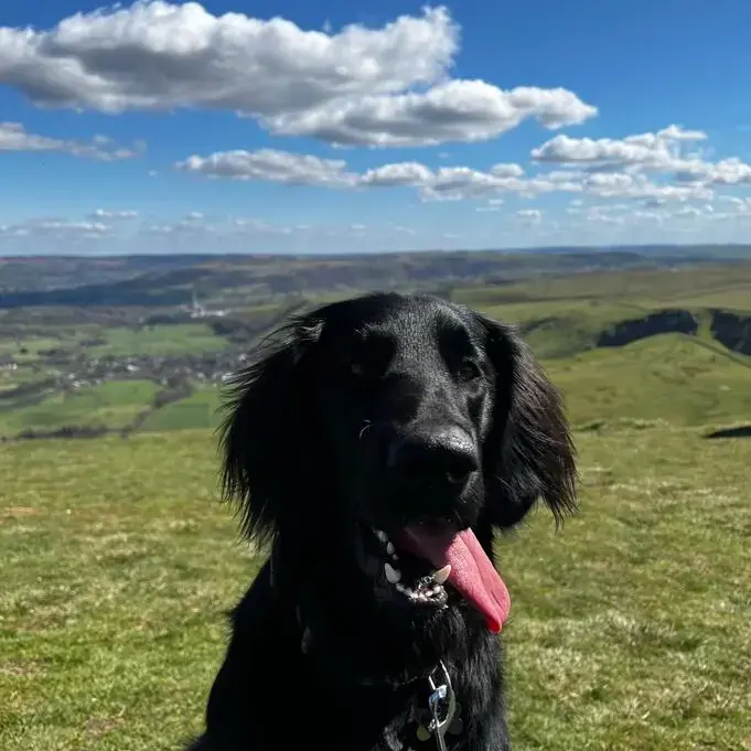 Flatcoated Retriever