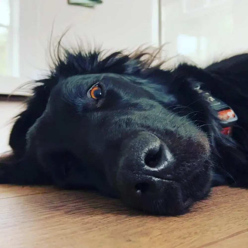 Flatcoated Retriever
