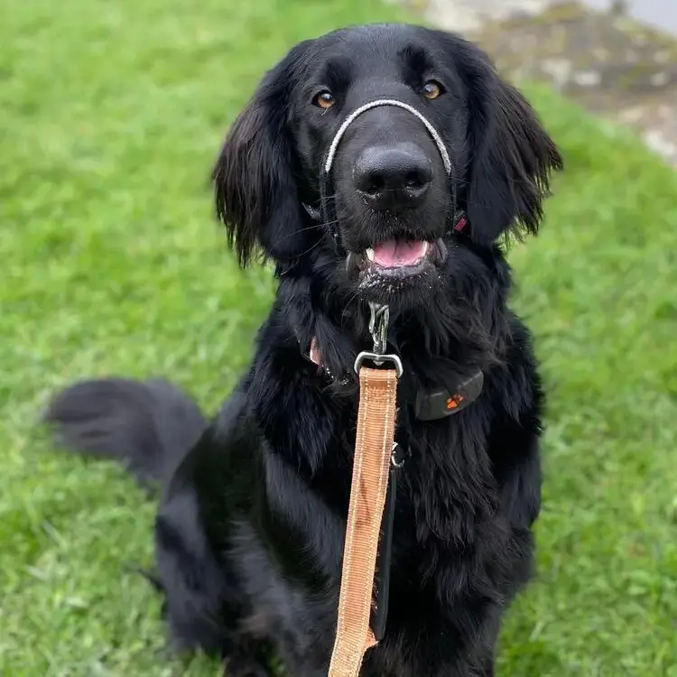 Flatcoated Retriever
