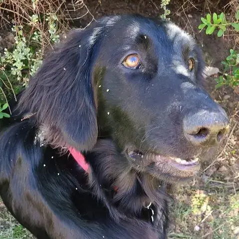 Flatcoated Retriever