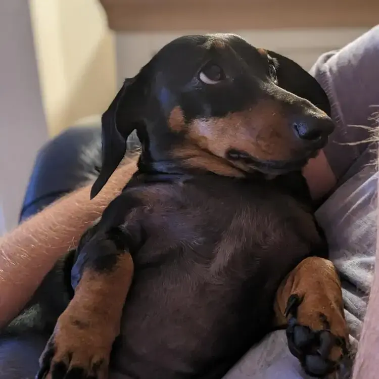 Dachshund (Miniature Smooth-Haired)