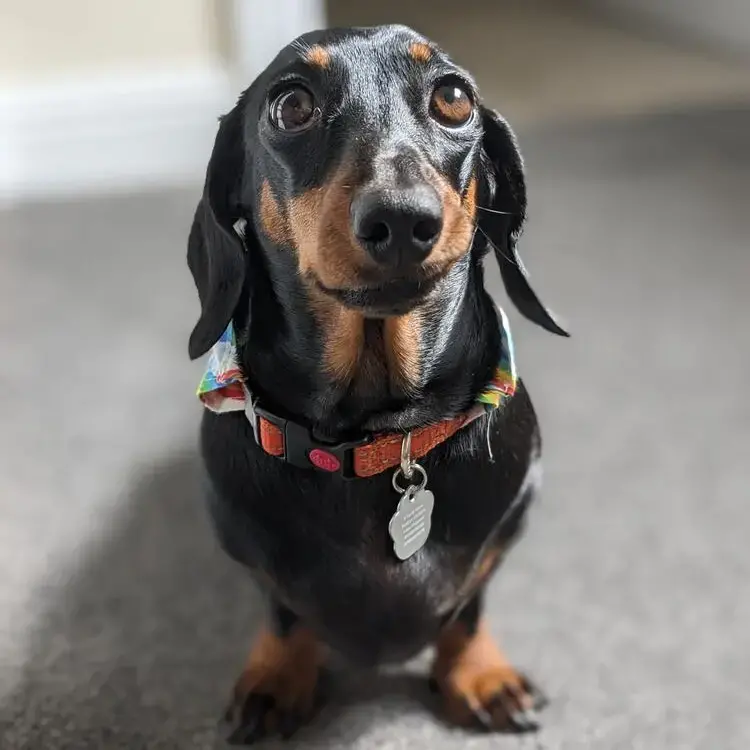 Dachshund (Miniature Smooth-Haired)