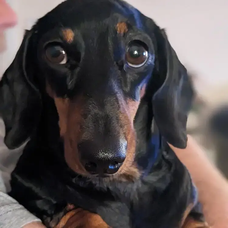 Dachshund (Miniature Smooth-Haired)