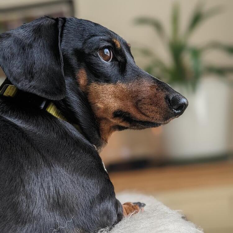 Dachshund (Miniature Smooth-Haired)