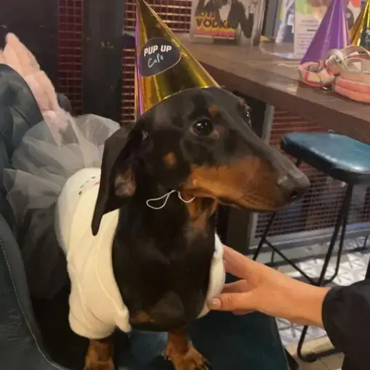 Dachshund (Smooth-Haired)
