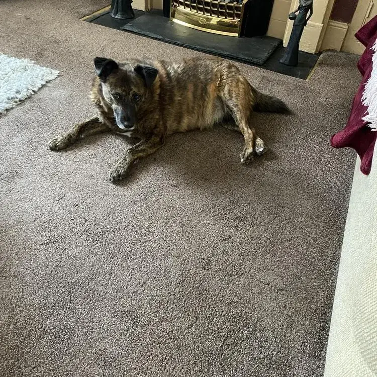 Staffordshire Bull Terrier