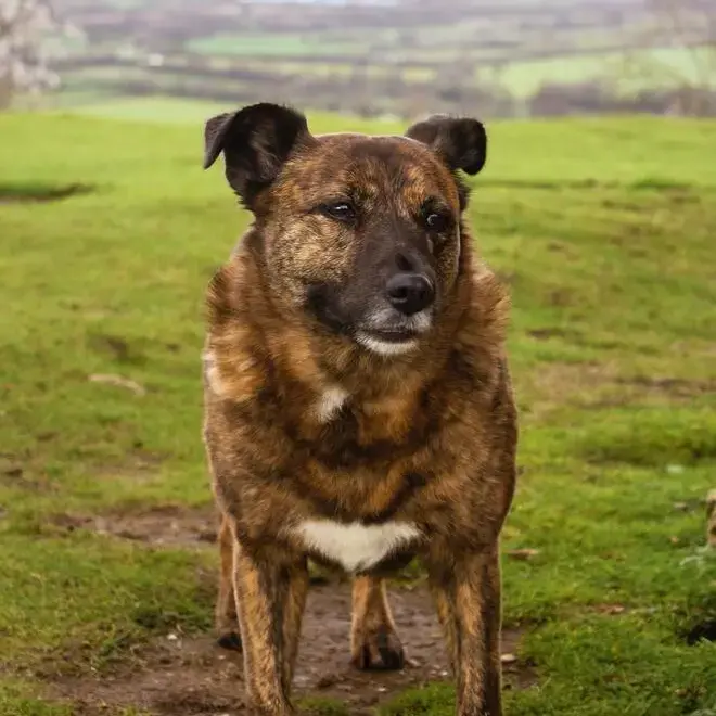 Staffordshire Bull Terrier