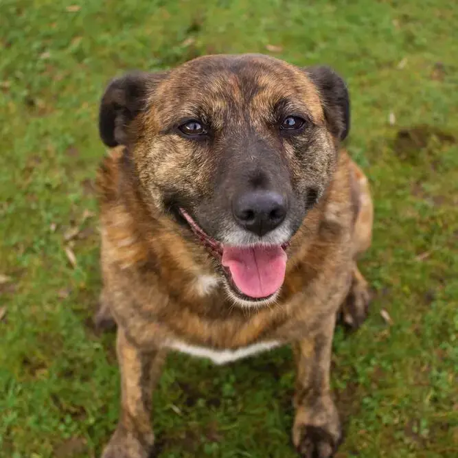 Staffordshire Bull Terrier