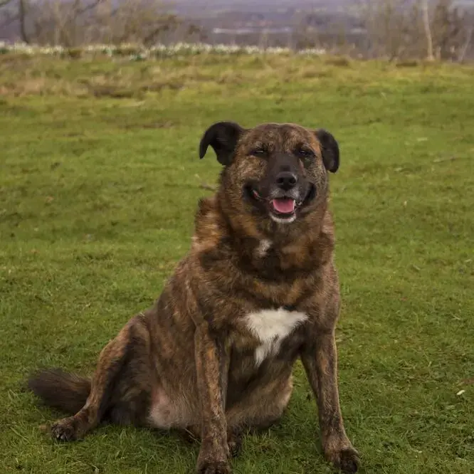 Staffordshire Bull Terrier