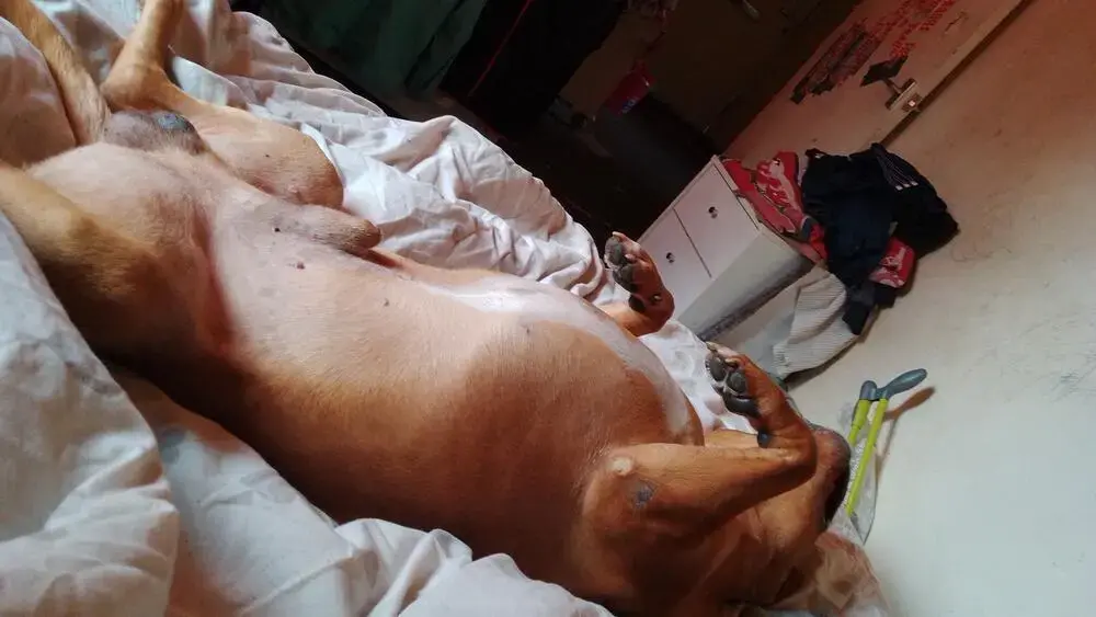 Staffordshire Bull Terrier