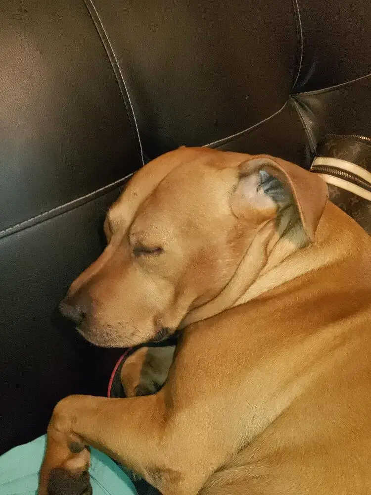 Staffordshire Bull Terrier