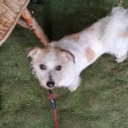 Jack Russell Terrier