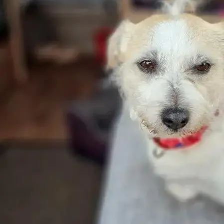 Jack Russell Terrier