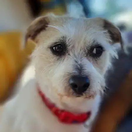 Jack Russell Terrier