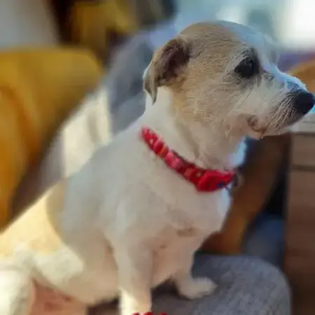 Jack Russell Terrier