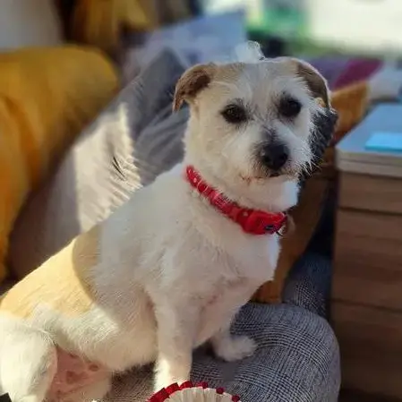 Jack Russell Terrier
