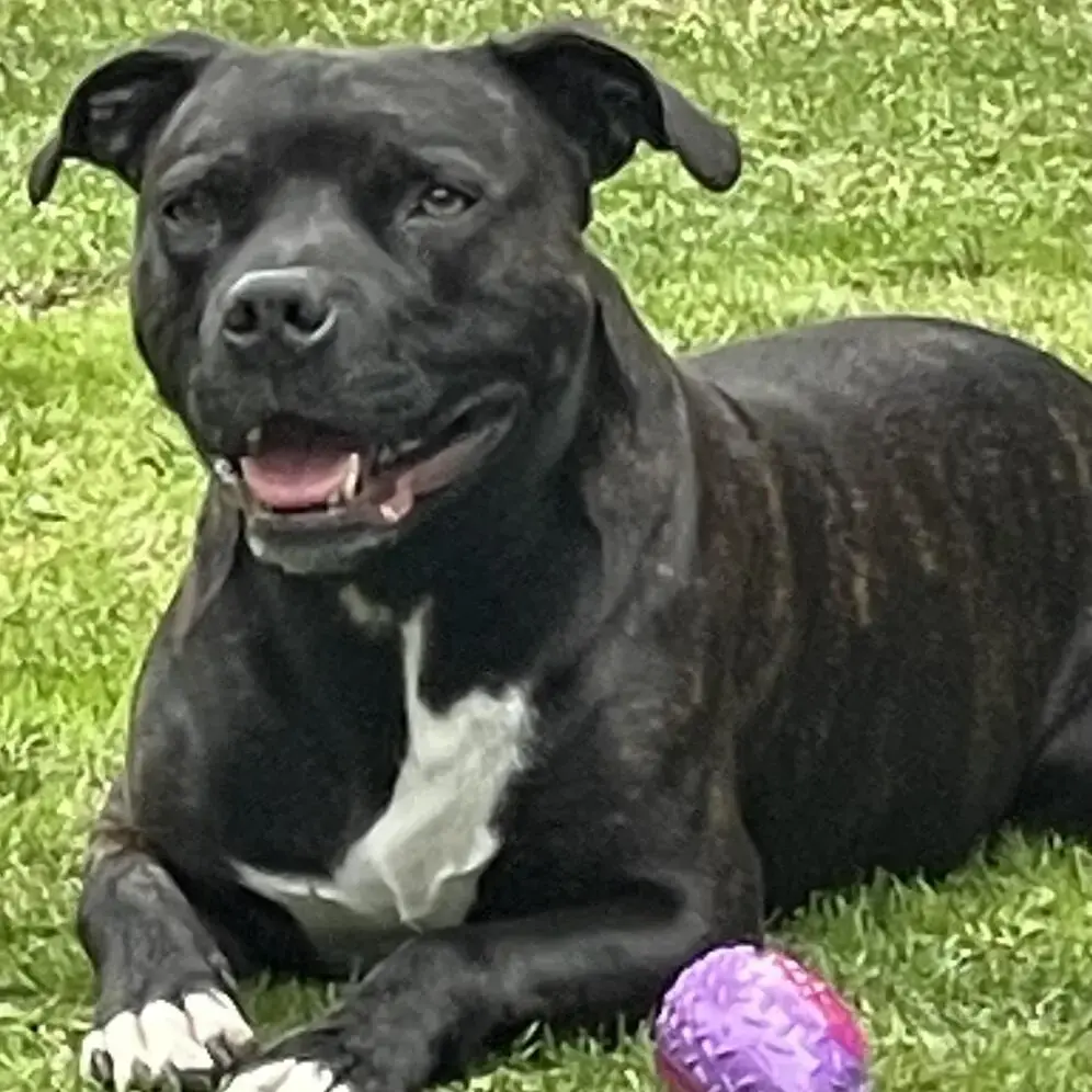 Staffordshire Bull Terrier