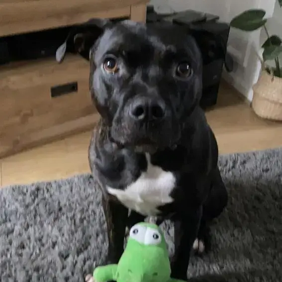 Staffordshire Bull Terrier