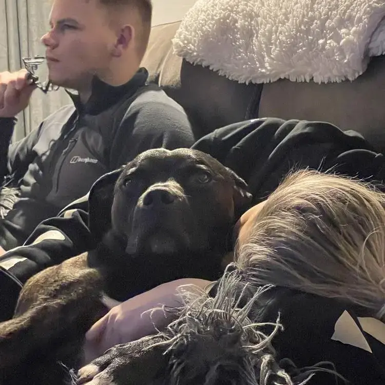 Staffordshire Bull Terrier