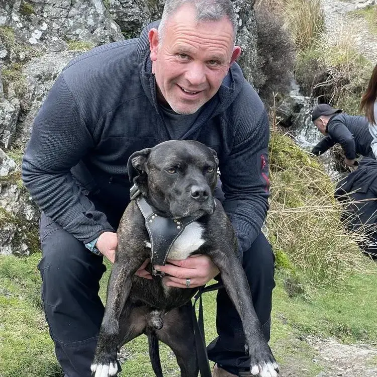 Staffordshire Bull Terrier