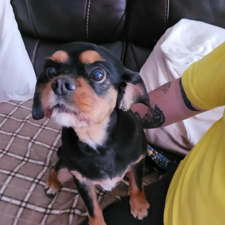 King Charles Spaniel