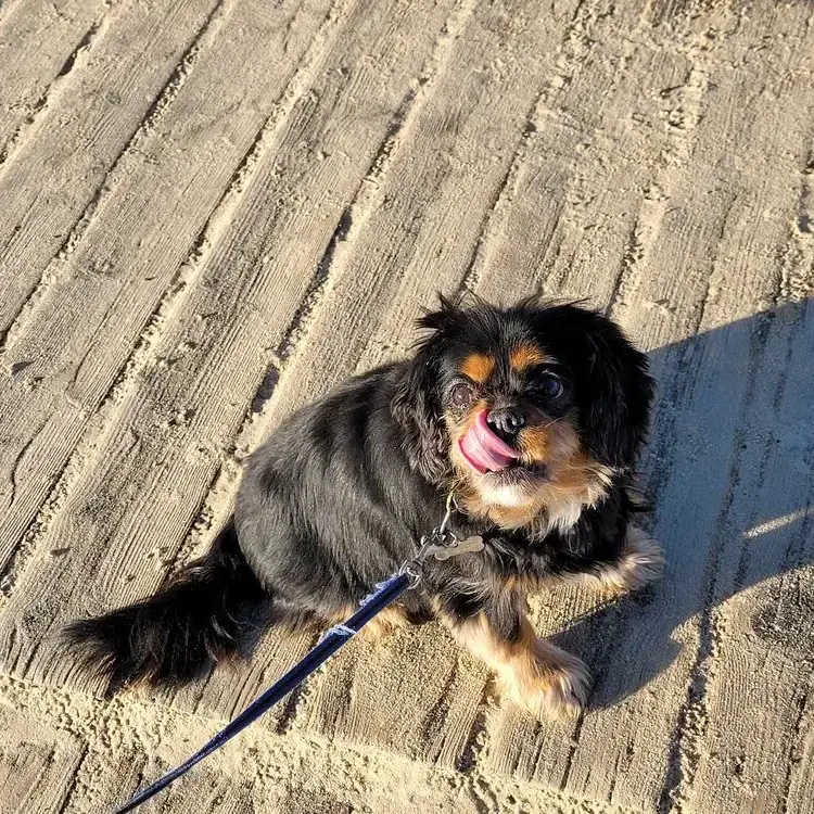 King Charles Spaniel
