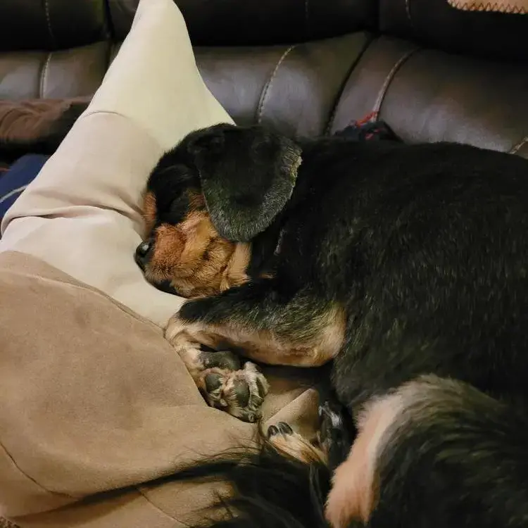 King Charles Spaniel