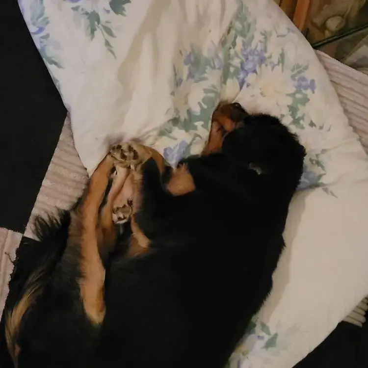 King Charles Spaniel