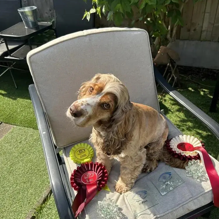 Cocker Spaniel (English)