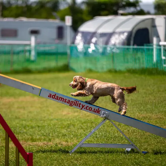 Cocker Spaniel (English)
