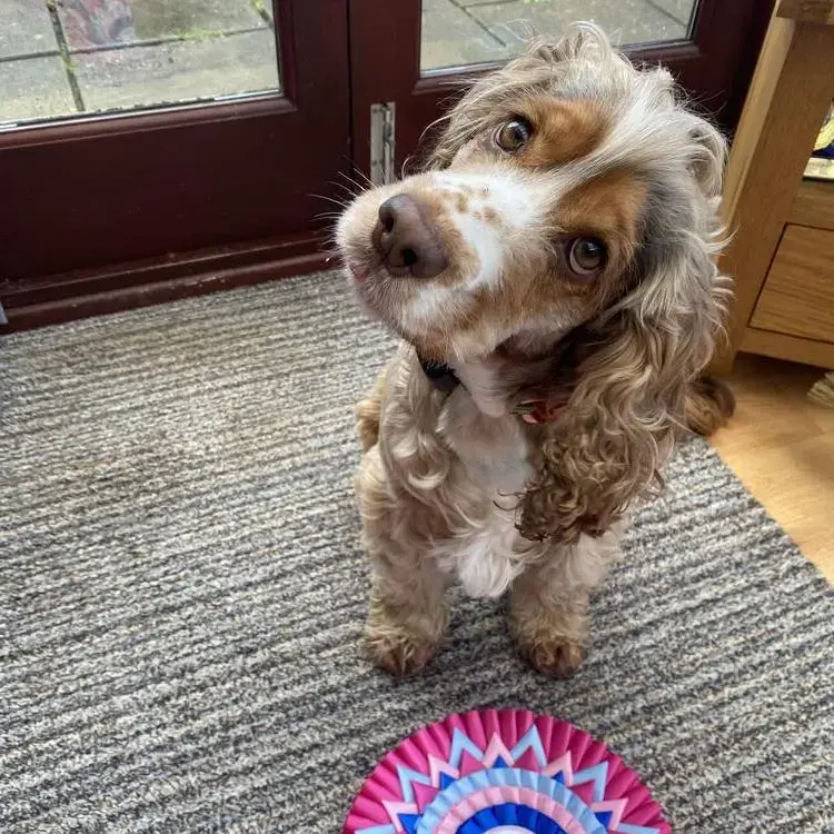 Cocker Spaniel (English)