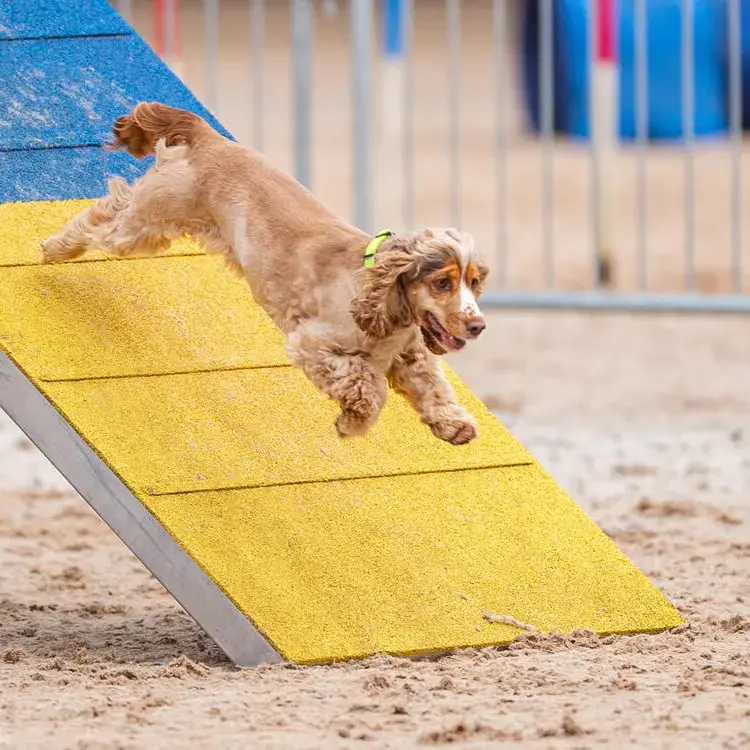 Cocker Spaniel (English)