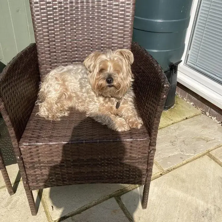 Yorkshire Terrier
