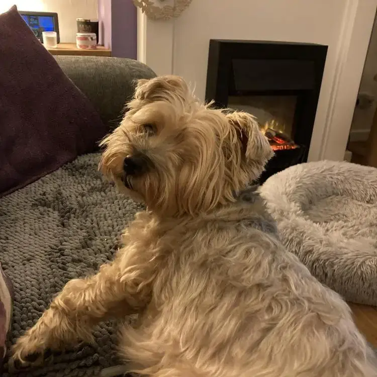 Yorkshire Terrier