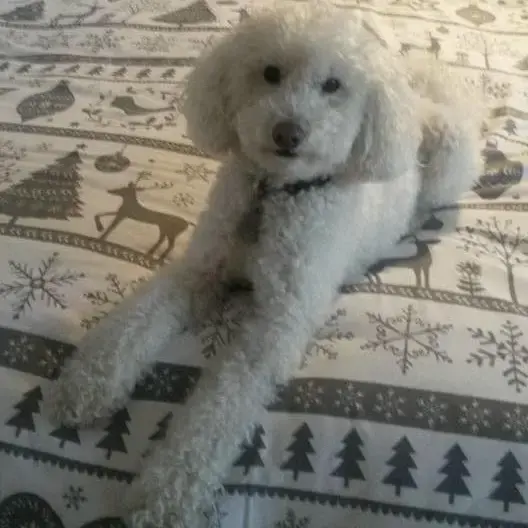 Poodle (Toy)