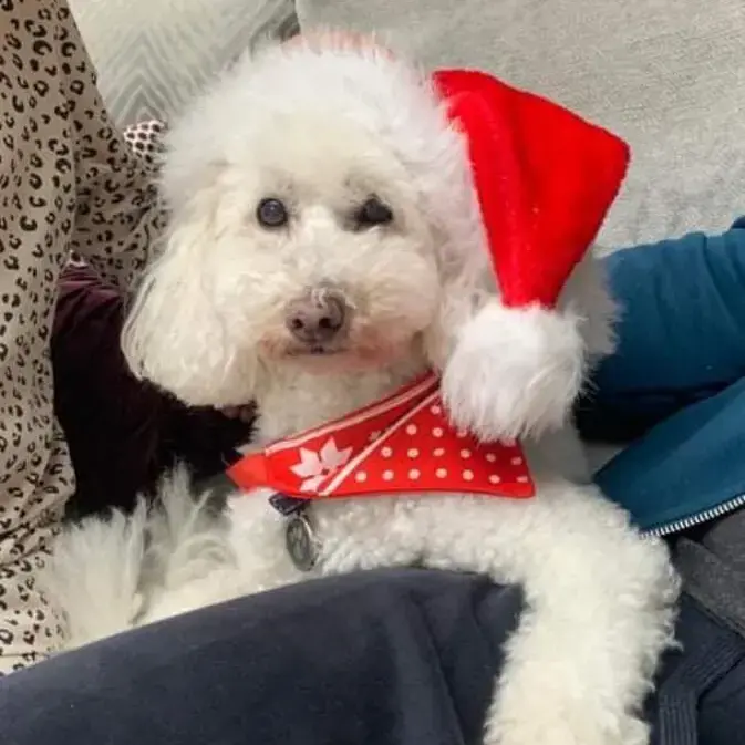 Poodle (Toy)