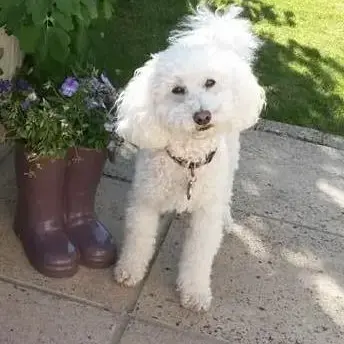 Poodle (Toy)