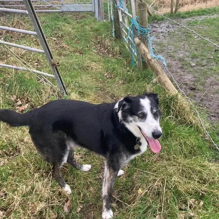 Border Collie