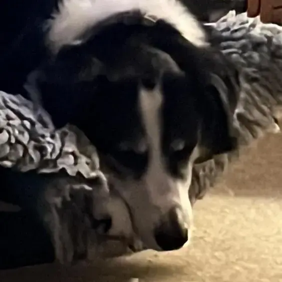 Border Collie