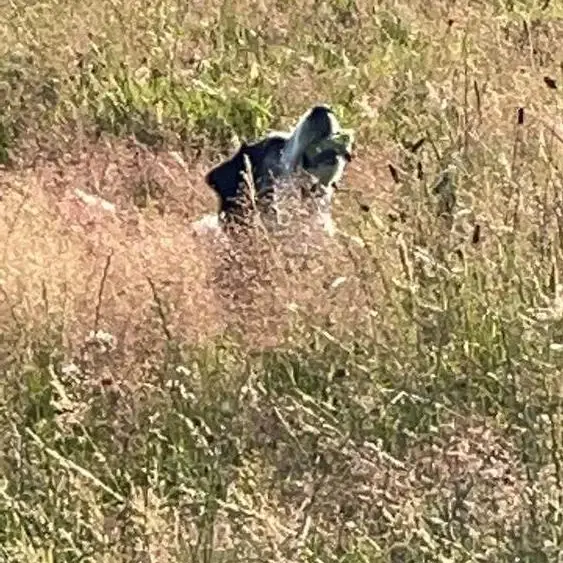 Border Collie