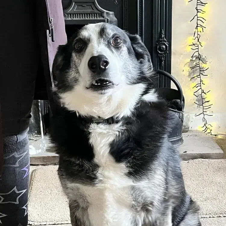 Border Collie