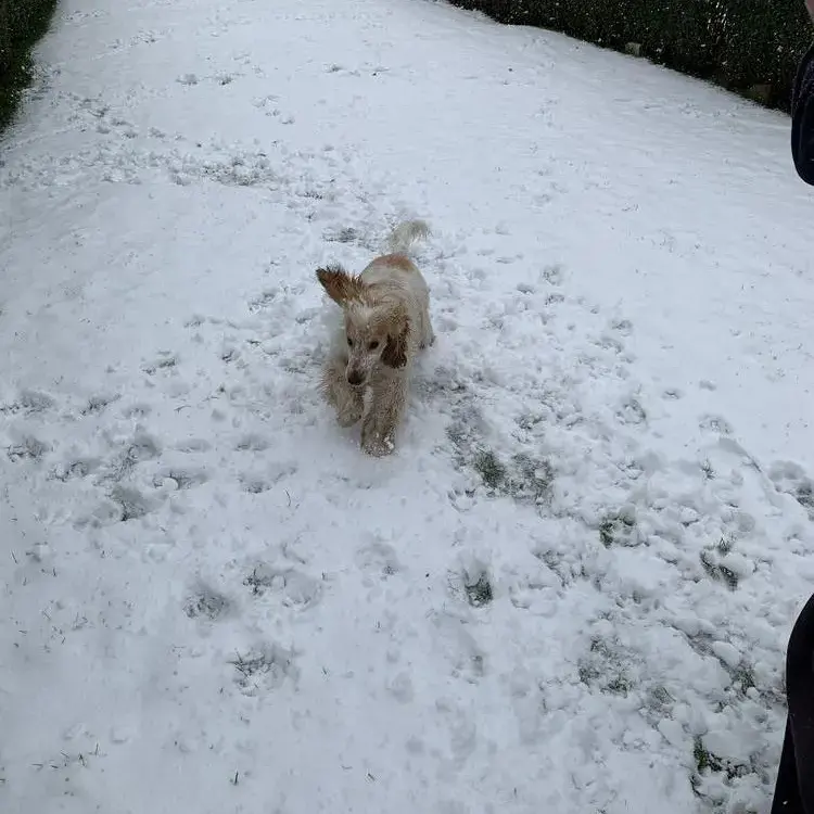 Cocker Spaniel (English)