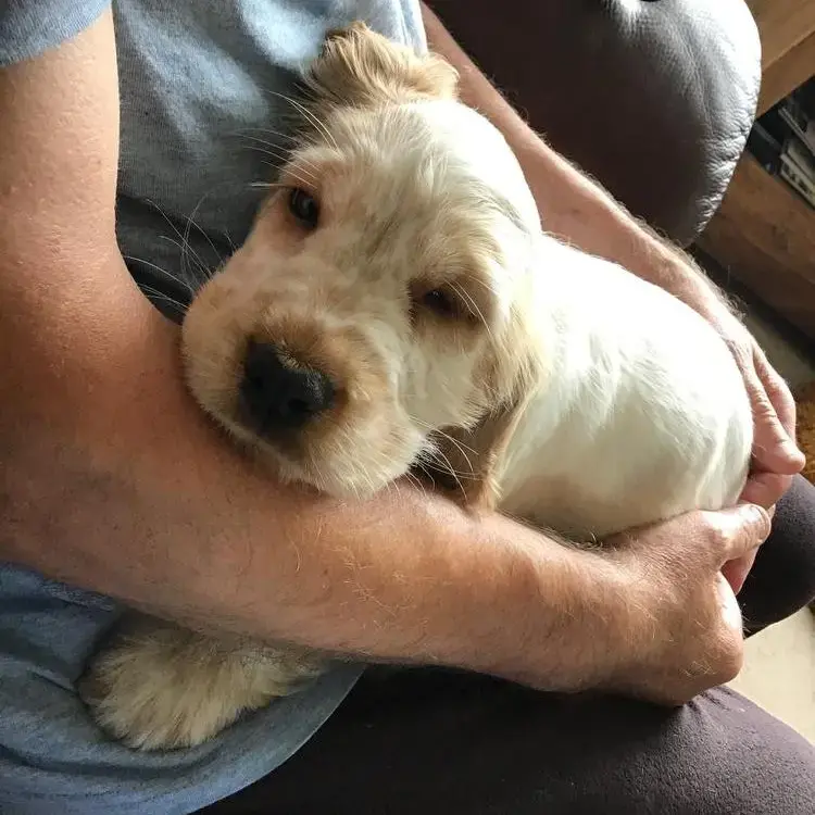 Cocker Spaniel (English)