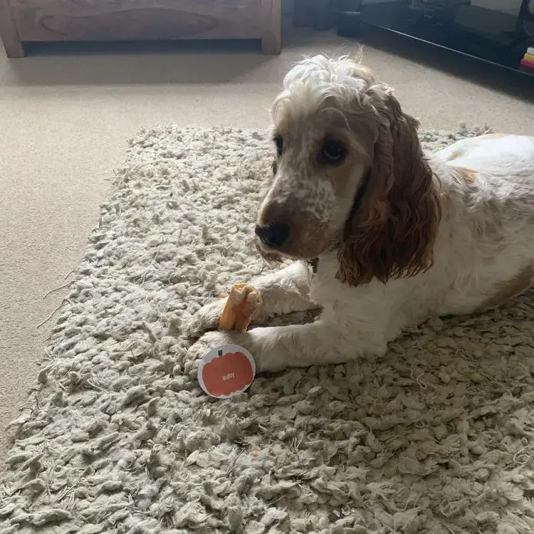 Cocker Spaniel (English)